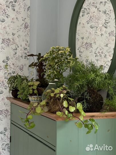 Плектрантус австралийский в kokedama