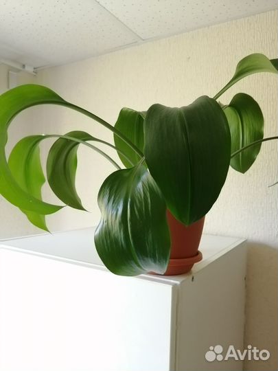Эухарис амазонская лилия