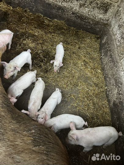 Поросенок ландрас