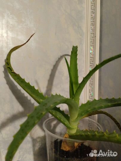 Алоэ столетник