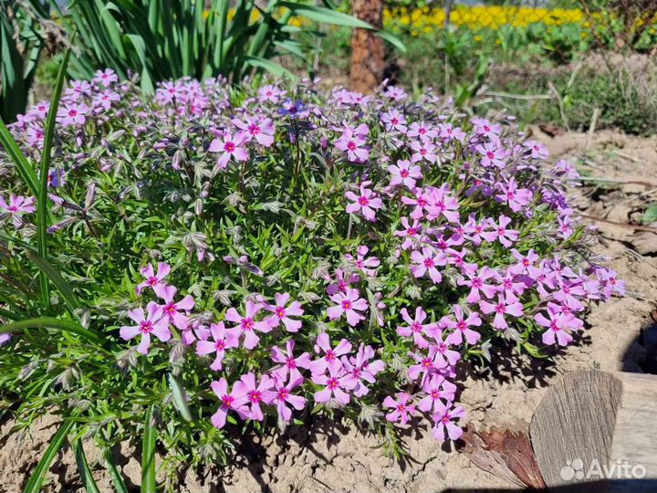 Флокс шиловидный