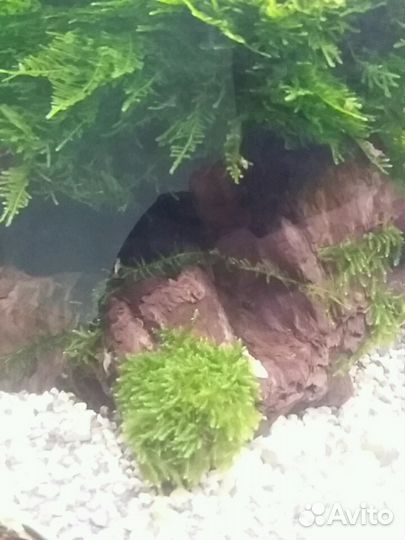 Аквариумные растения.Креветки. Улитки-теодоксус. А