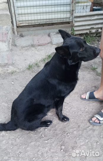 Немецкая овчарка.Вязка