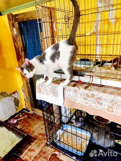 Шурик в Приюте застрял несправедливо из шубки