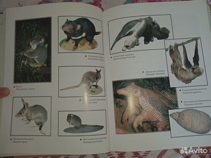 Альфред Брем. Жизнь животных