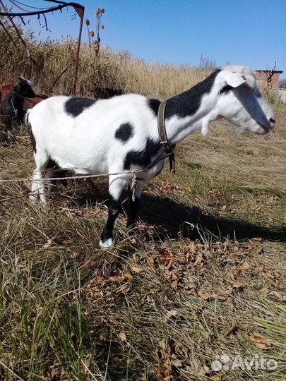 Продаю две козы взрослые и козлик. Торг имеется