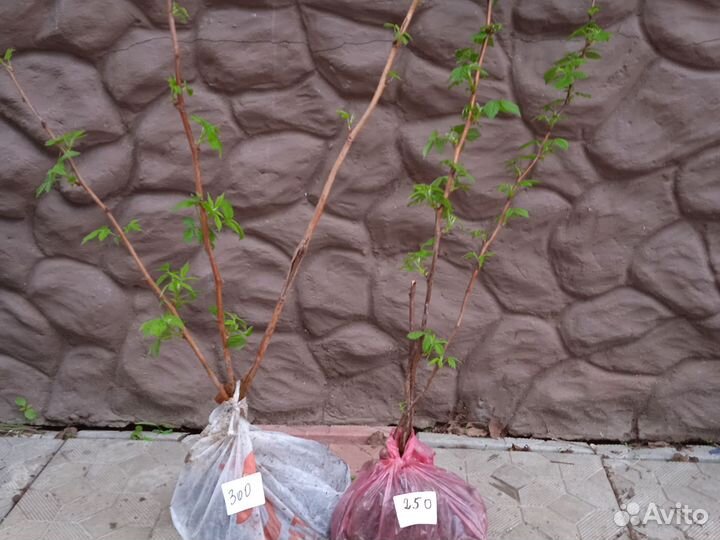 Ремонтантная малина