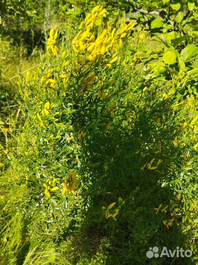 Травы лекарственные