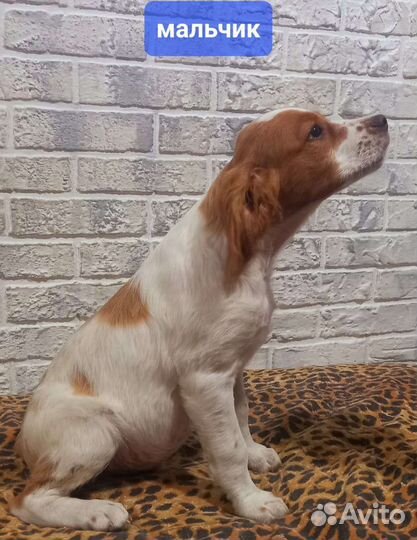 Щенки бретонский эпаньоль