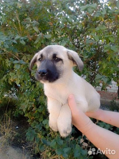 Счастье В дом
