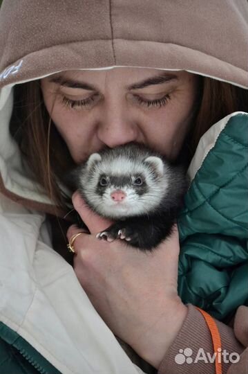 Фотограф анималист