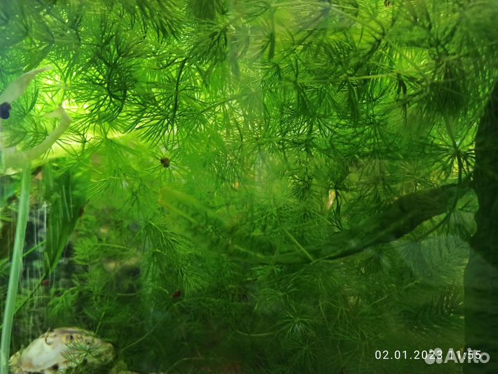 Водоросли для аквариума (роголистник)