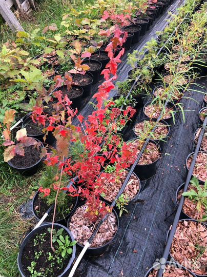 Набор деревьев для посадки рощи дуб липа лиственни