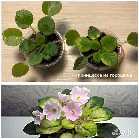 Сортовые фиалки мини