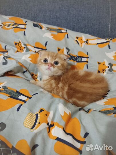 Кошки шотландцы
