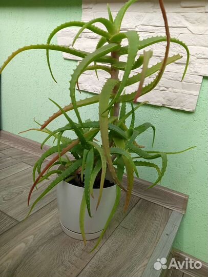 Алоэ лечебный