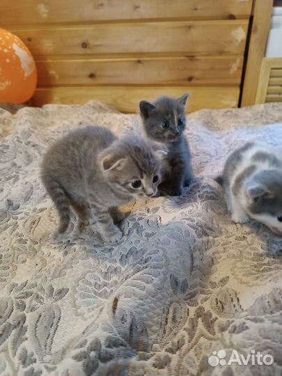 Кошки