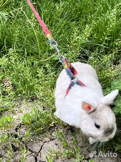 Карликовый миниКролик минор вязка