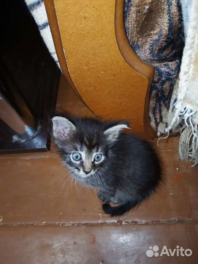 Кошки в добрые руки бесплатно