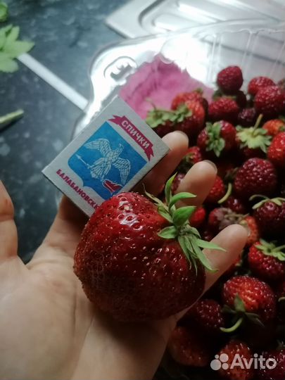 Саженцы, розы, декорации, туи. кроме субботы