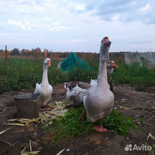 Гуси холмагоры