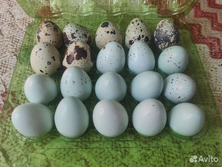 Яйца перепелиные инкубационное,Техасец,Селадон