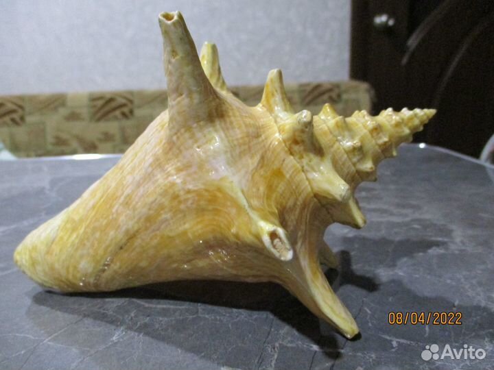 Морская звезда и ракушки с Кубы времён СССР