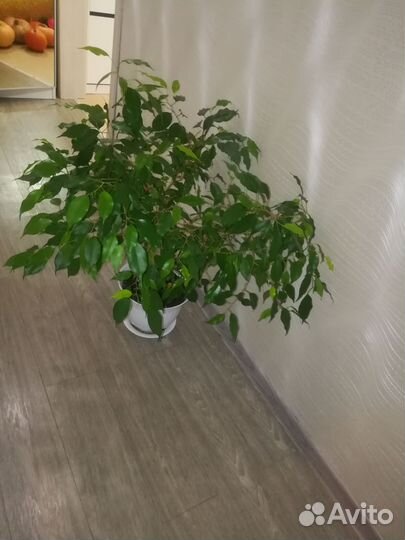 Фикус бенджамина экзотика