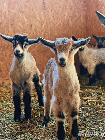 Камерунские, нубийские и альпийские молодые козы