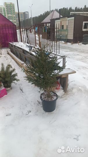 Ель с комом в горшке