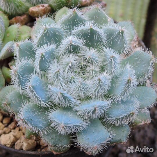 Суккуленты набор 2 Корея