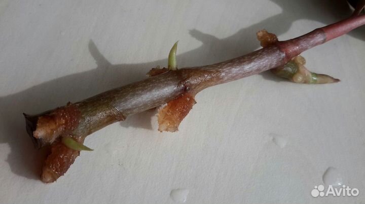 Лудизия Сингониум Spear Point Каллизия Элеганс