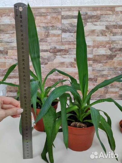 Кактусы и суккуленты