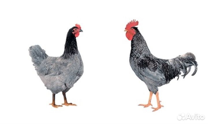 Куры цыплята доминант