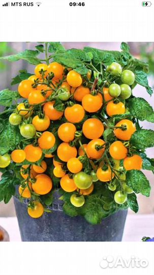 Комнатные помидоры и Комнатный болгарский перец