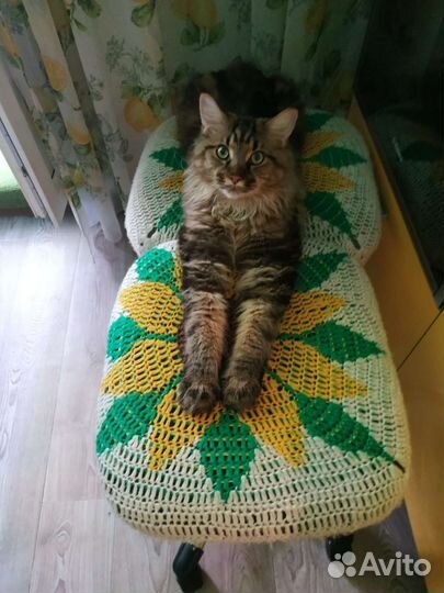Кошка