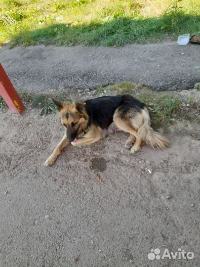 Собаки бесплатно в добрые руки