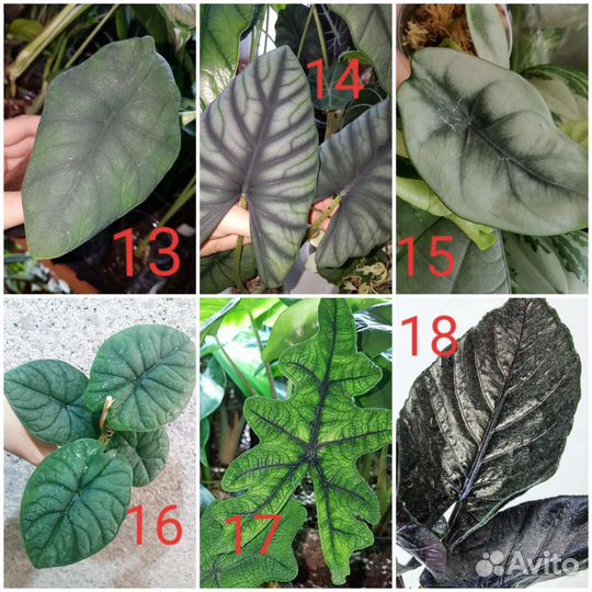 Алоказии Клубни