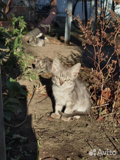 Котята в добрые руки