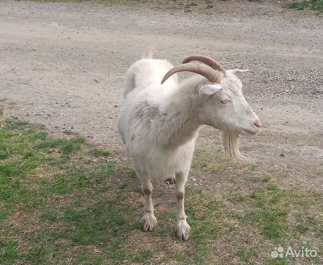 Коза дойная