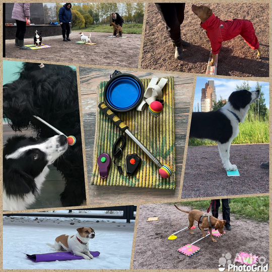 Набор в группу по дрессировке собак