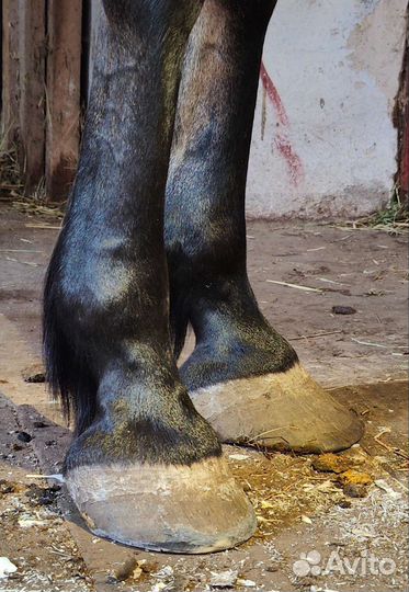 Расчистка копыт лошадей, ковка