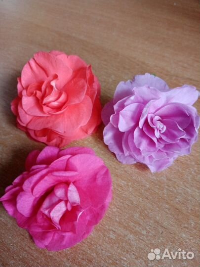 Бальзамин сортовой много сортов