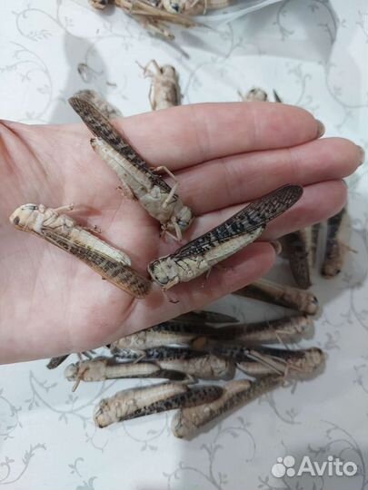 Зофобас, сверчок, саранча, бражник, мучник