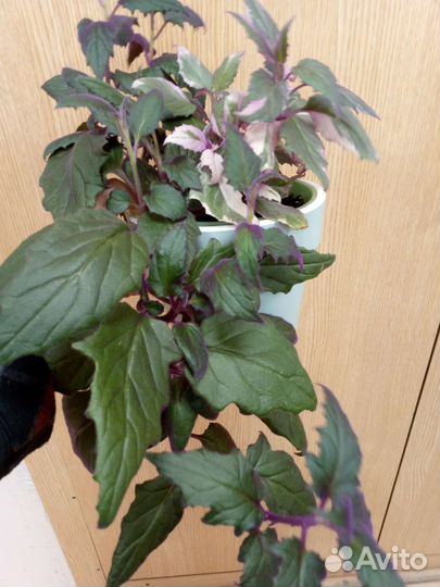 Полка СССР под реставрацию