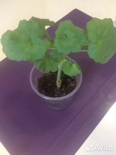 Детки пеларгония зональная