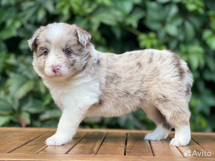 Бордер колли. Девочка для Вас)