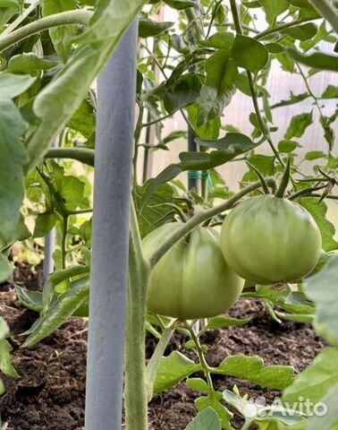 Колышки садовые для помидор огурцов перцев кустов купить в Томске ...