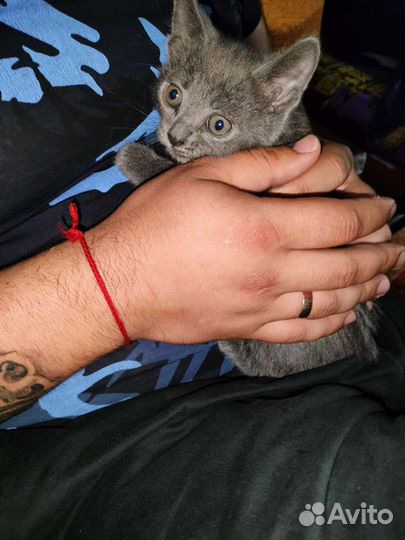 Кошка