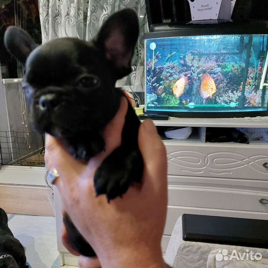 Французский бульдог